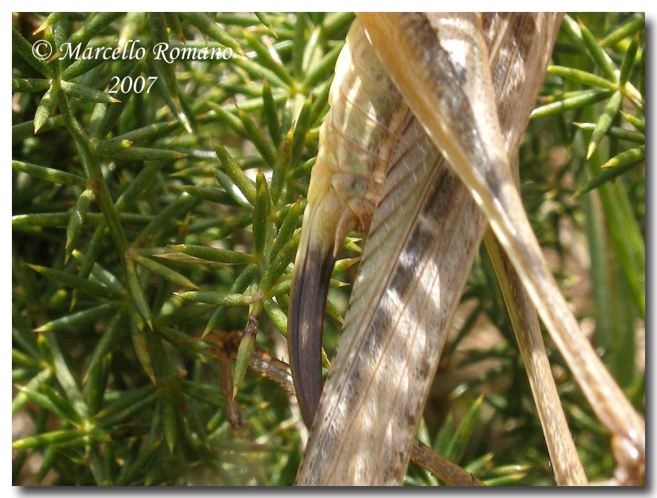 Un Tettigoniidae fra le dune di Capo Feto (Sicilia merid.)